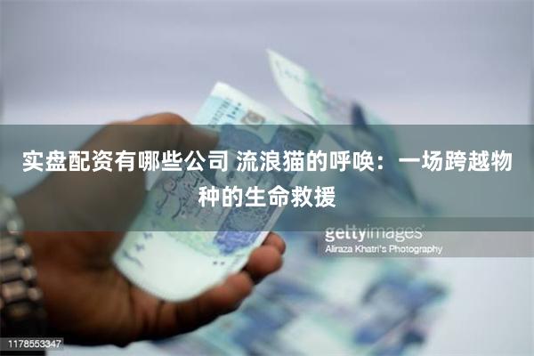 实盘配资有哪些公司 流浪猫的呼唤：一场跨越物种的生命救援